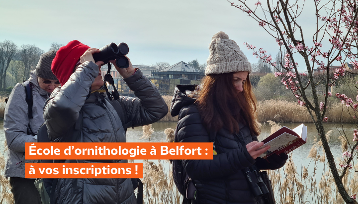 Écoutez, observez, apprenez : réservez votre place pour l’École d’ornithologie dans le Territoire de Belfort !